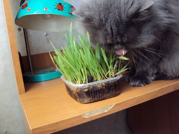 Люба Фролова