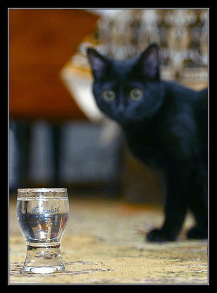 Максим Сидоркин