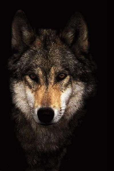 Алексей Брусенцев