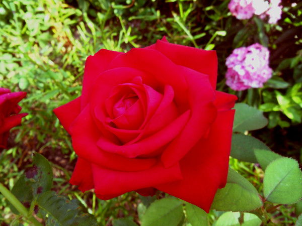 Петушкова Татьяна