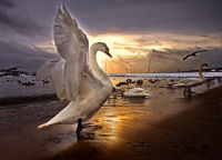 Оксана Павлова