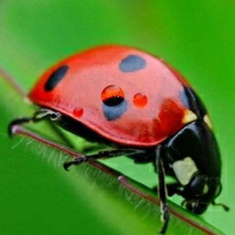 Михаил Зародов