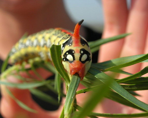 Николай Фёдоров