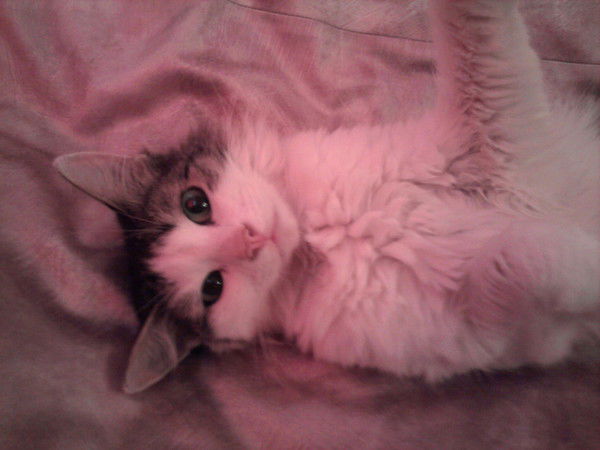 Ирина Мальчевская