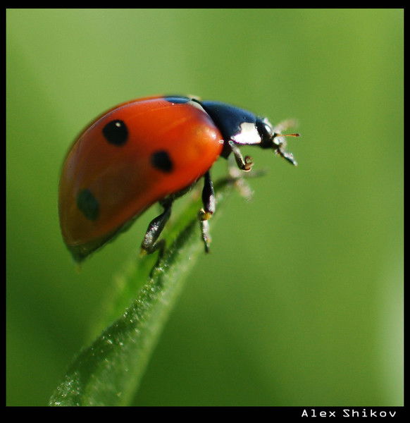 Олег Вишников