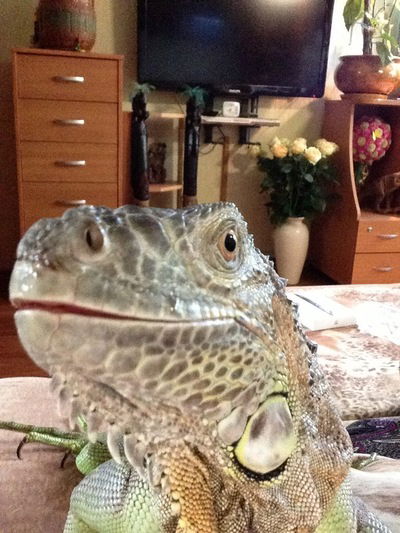 Олеся Перепёлкина