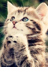 Катя Наумова