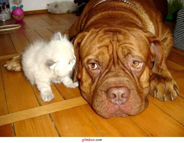 Андрей Андреев