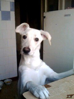 Павел Жадан