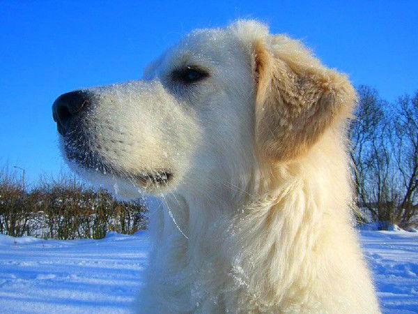 Самат Чомоев