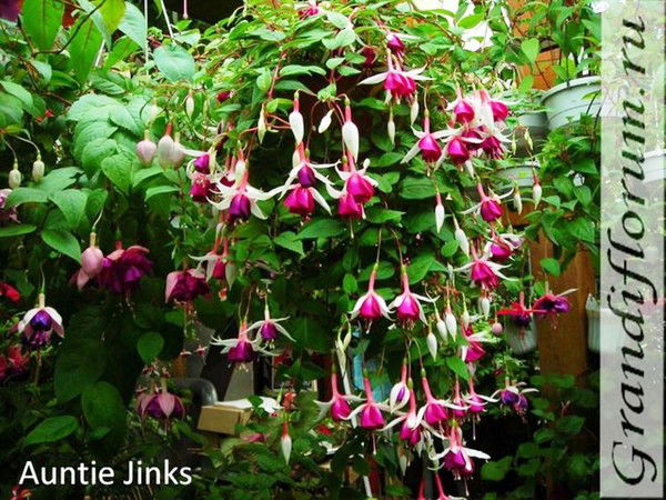 Елена Ельчищева