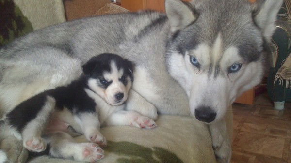 Ирина Долатова