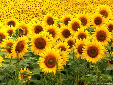 Маргарита Ким