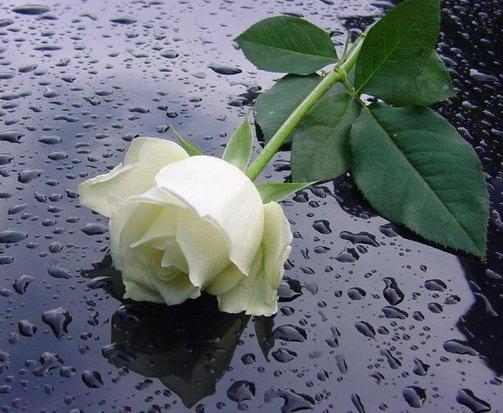 Шара Курманова