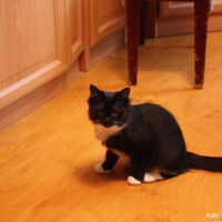 Антон Ковалёв