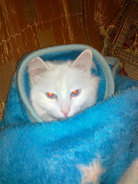 Игорь Пушкин