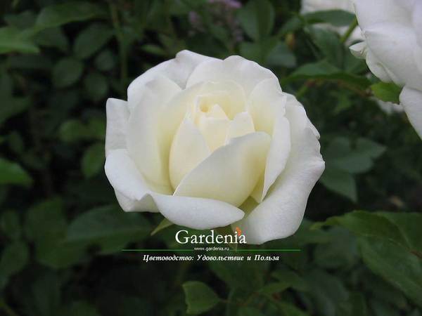 Татьяна Просветова