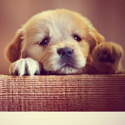 Даша Семенова