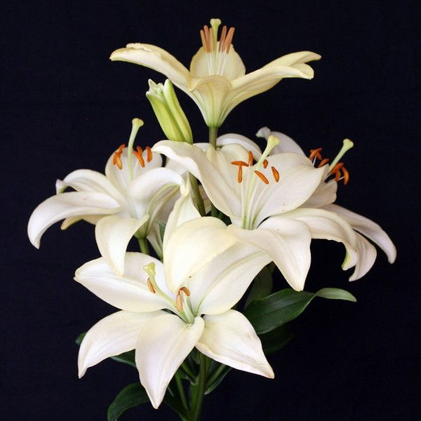 Данилова Наталья