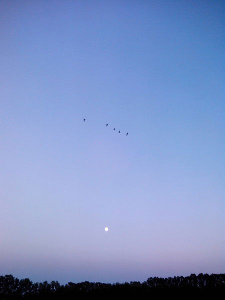 Андрей Сатрапинский