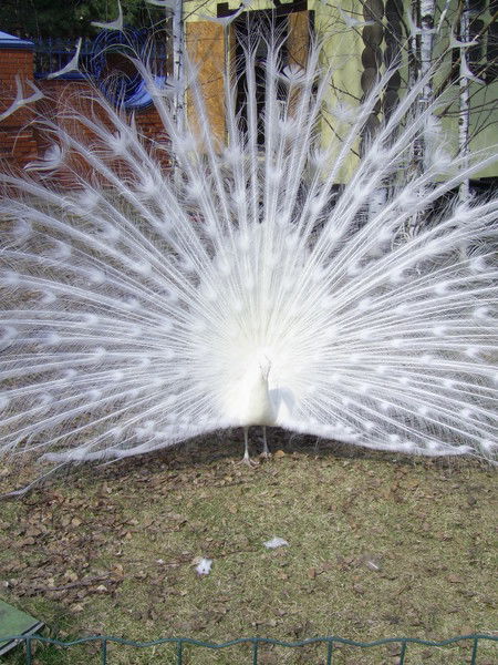 Светлана Пошевеля