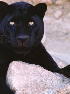 Валерия Лопаткина