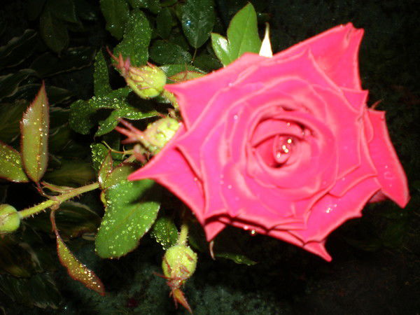 Анна Давыдова