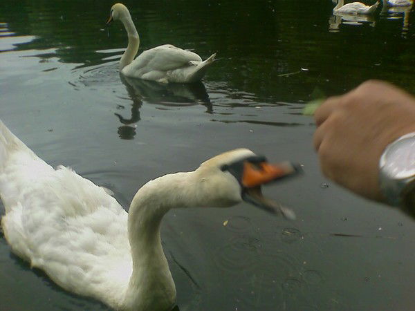 Алексей Евдокимов