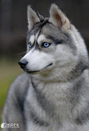 Артём Мурашевский