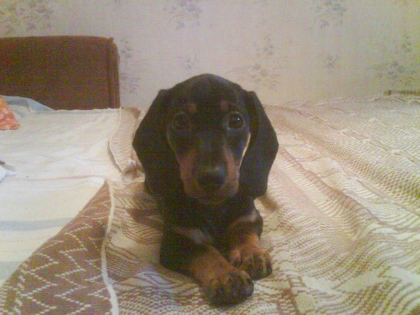 Анна Липилина