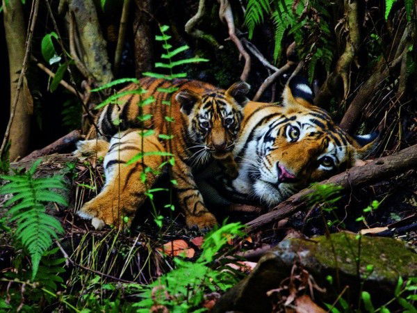 Света Симакова