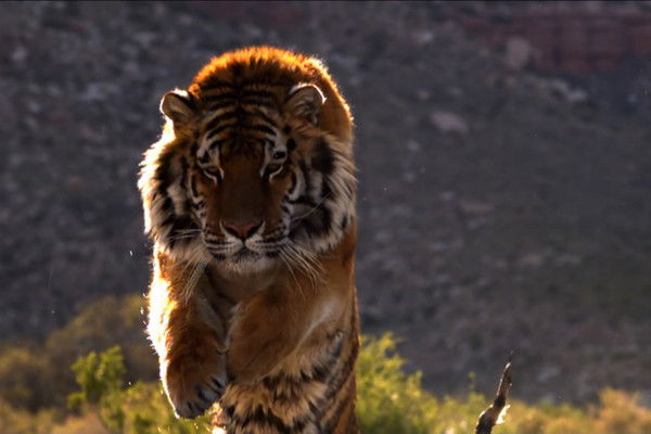 Алексей Дитяткин