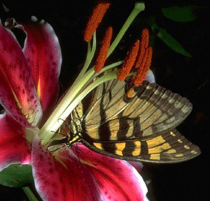 Лариса Сидоренко