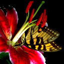 Лариса Сидоренко