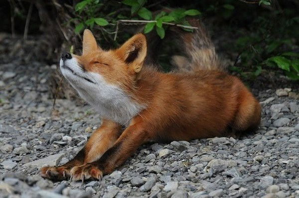 Людмила Ненашева