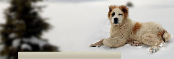 Сергей Куликов