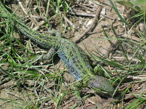 Олег Варгич