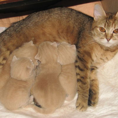 Евгения Кузьменко