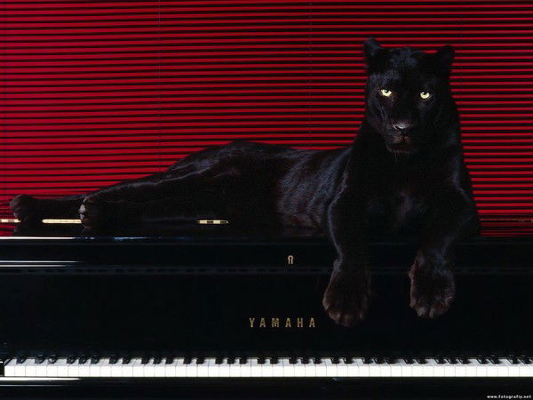 Наташа Стокич