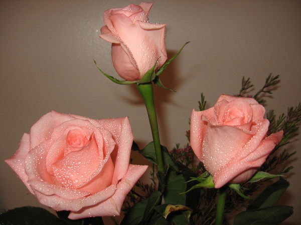 Элька Элочка