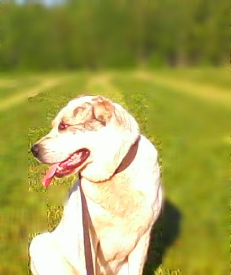 Олена Осипова