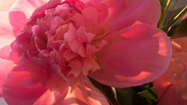 Евгения Бовкун