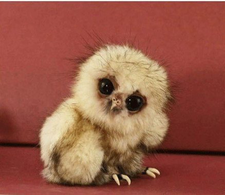 Владимир Буравкин