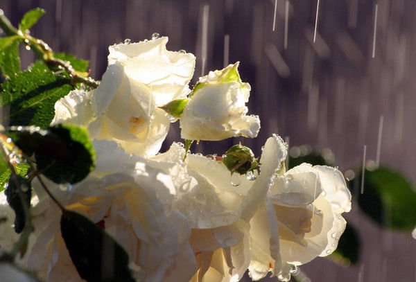 Лариса Юрченко