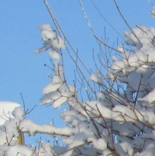 Оля Чекризова