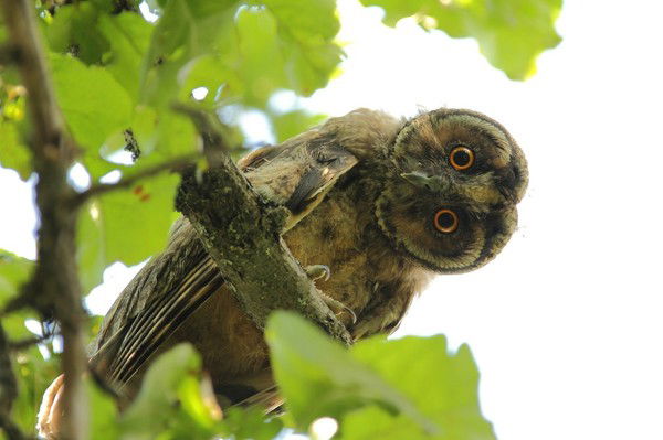 Рыста Айтюрина