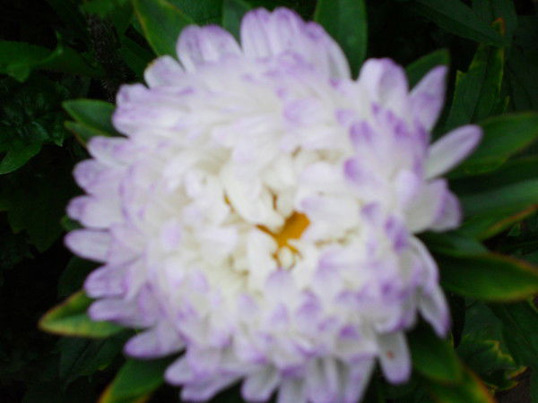 Жанна Терехова