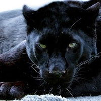 Лёля Маркелова