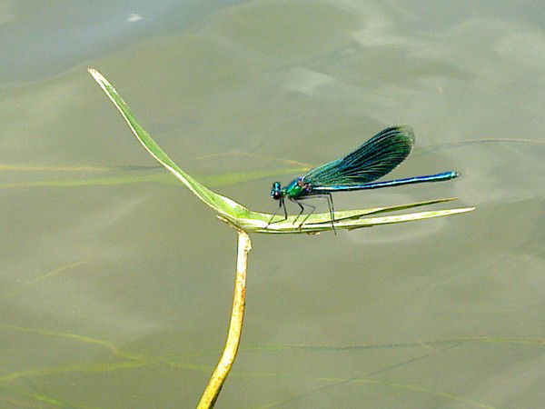 Наталья Плеханова