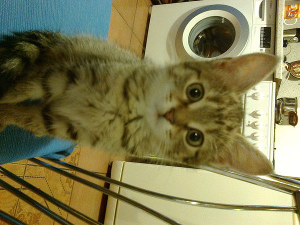 Олег Миронов